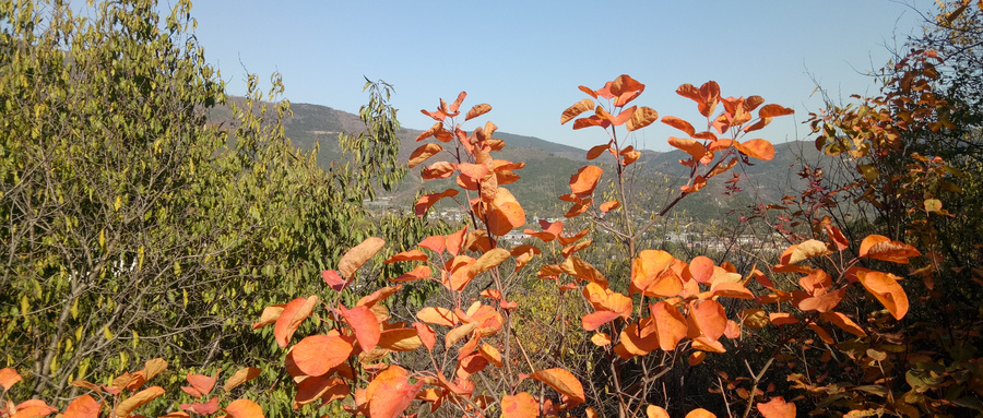 北京香山，”枫情万种”的秋季摄影旅游